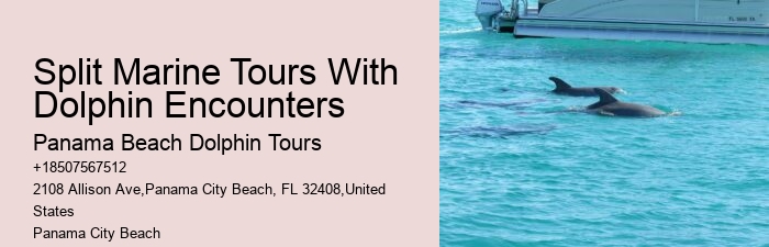 Panama City Beach Dolphin Tours & More Panama City Fl