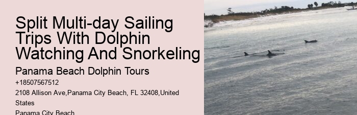 How Do You Spot Dolphins On A Cruise