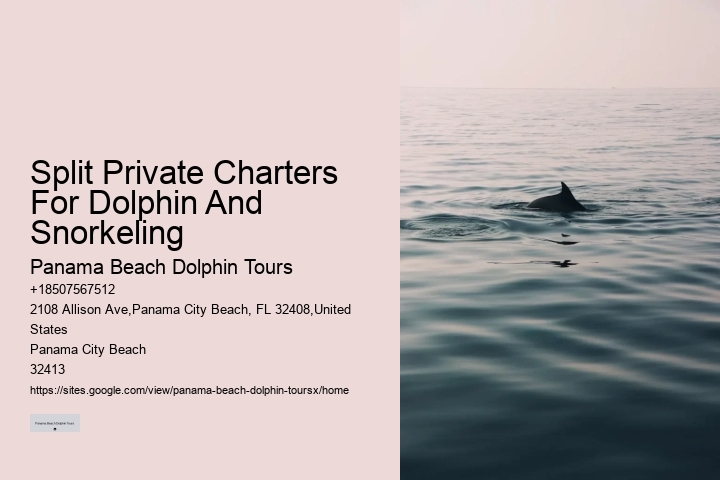 What should I bring with me on a dolphin tour in Panama City Beach