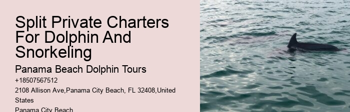 Dolphin Adventure Tours PCB
