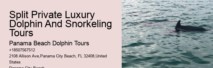 Best Time Of Year (And Day) To See Dolphins In Destin Florida