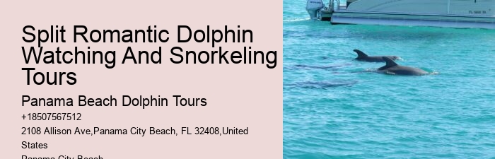 Get Started With Your Dolphin