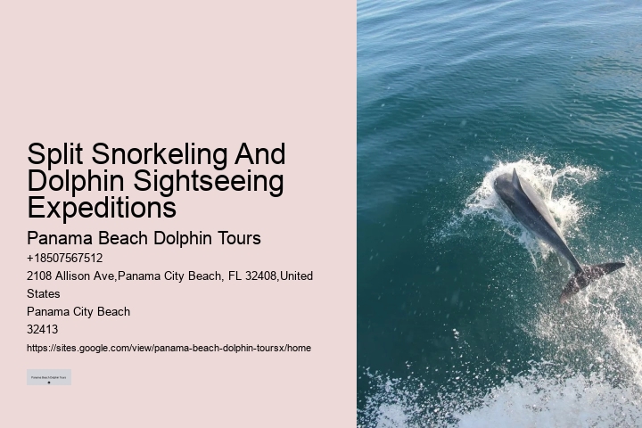 Can You Swim With Dolphins At Panama Beach