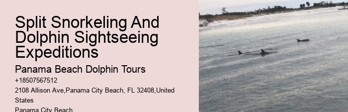 Premium Dolphin Spotting with Snorkeling