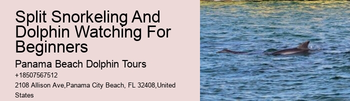 Split Snorkeling And Dolphin Watching For Beginners