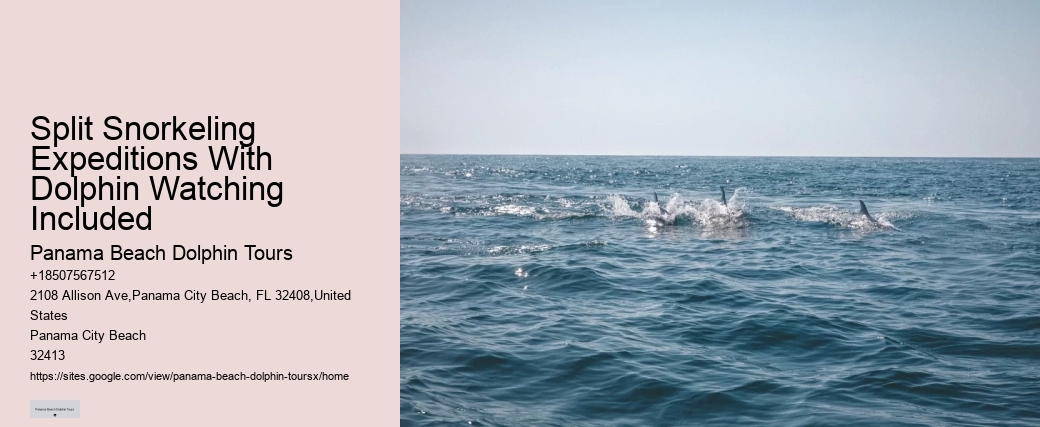 What Time Of Day Is Best For Dolphin Cruise