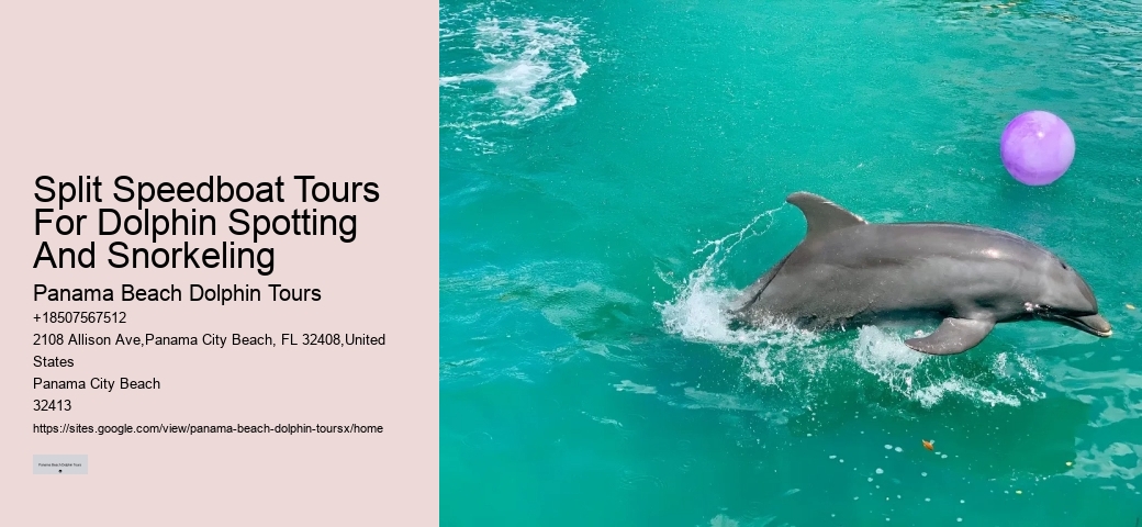 Split Speedboat Tours For Dolphin Spotting And Snorkeling