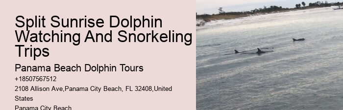 Dolphin exploration experiences in Panama City Beach
