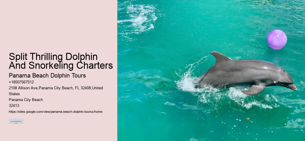 Split Thrilling Dolphin And Snorkeling Charters