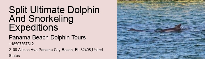 What Time Of Day Is Best For Dolphin Encounter