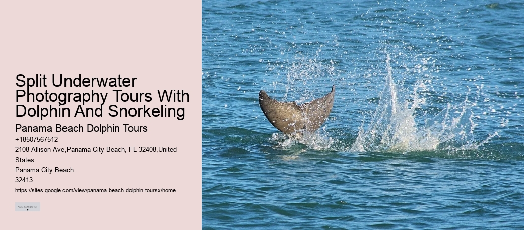 PCB Dolphin Exploration Experiences