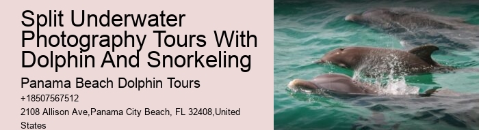 Deluxe Dolphin Encounter with Snorkeling
