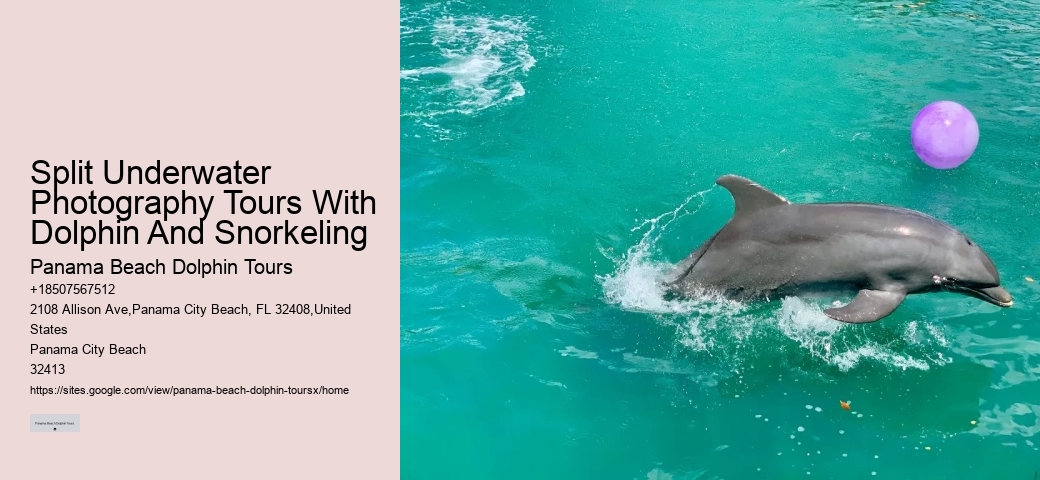Split Intimate Dolphin And Snorkeling Adventures