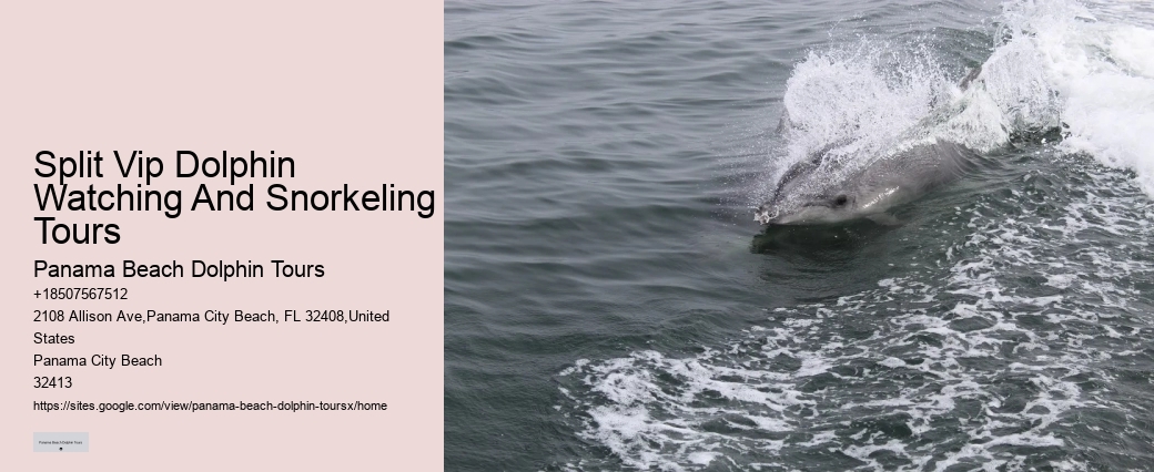 Dolphin Swim With Unlimited Food & Drinks