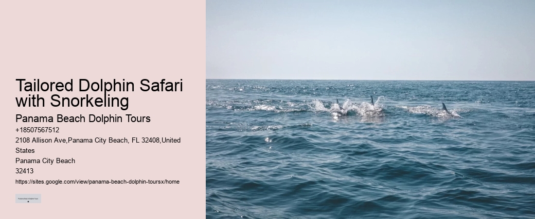 Bespoke Dolphin Spotting and Snorkeling Tours