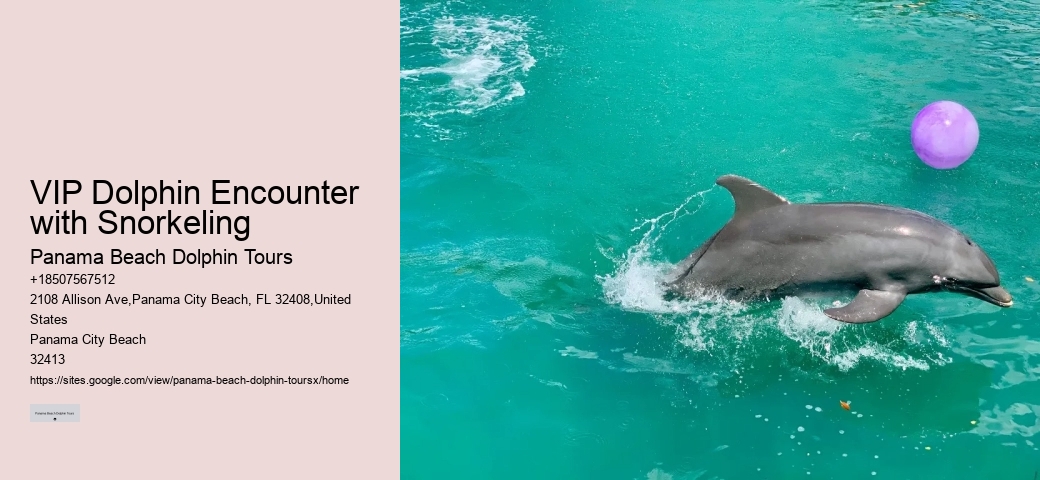 VIP Dolphin Encounter with Snorkeling