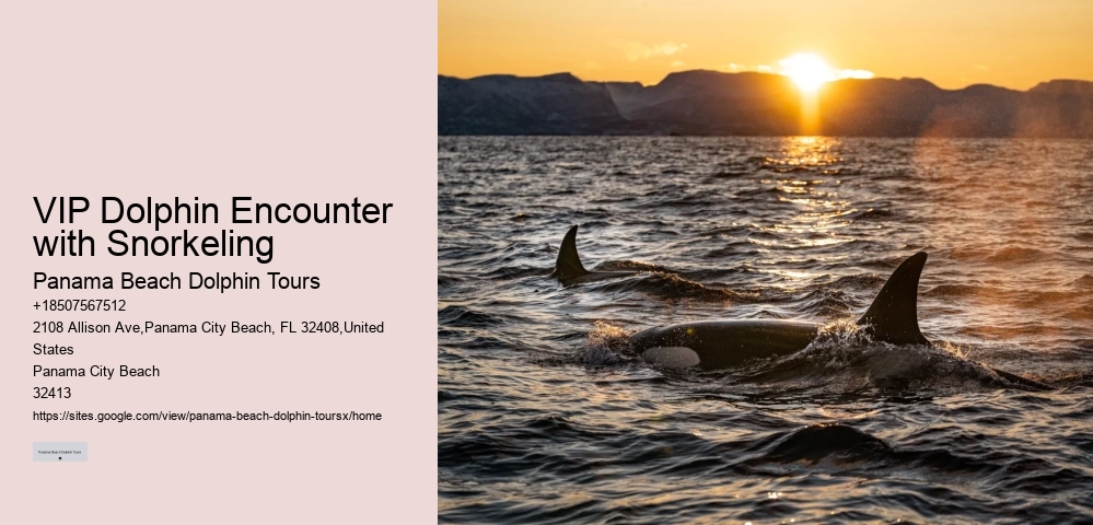 Panama City Beach eco-tours with dolphins