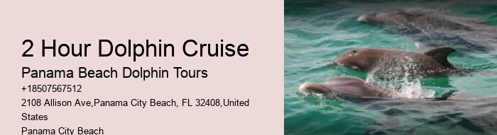 Charter Dolphin And Snorkeling Tours 2 Hours