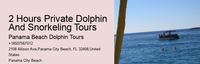 What Month Are Dolphins Most Active In Florida