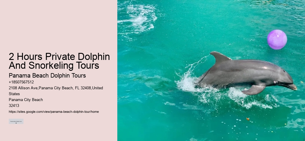 Dolphin 5 Sentences