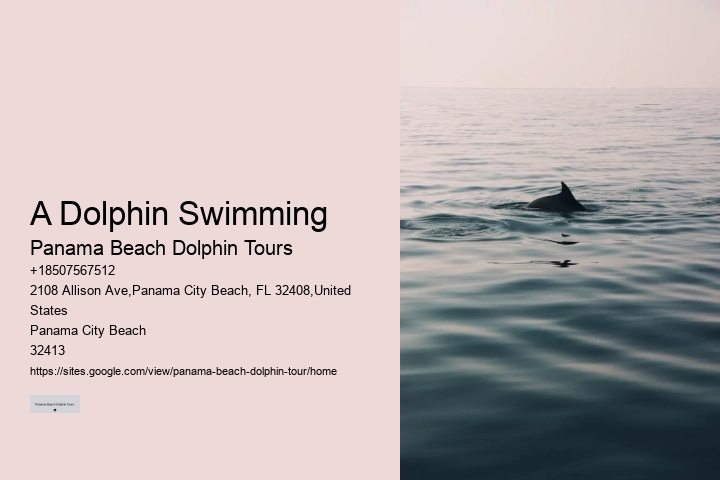 VIP Dolphin Encounter with Snorkeling