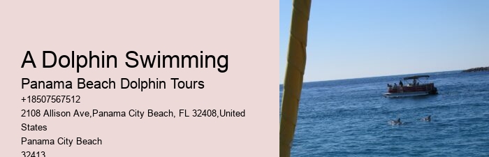 How Much Does It Cost To Swim With The Dolphins In The Florida Keys