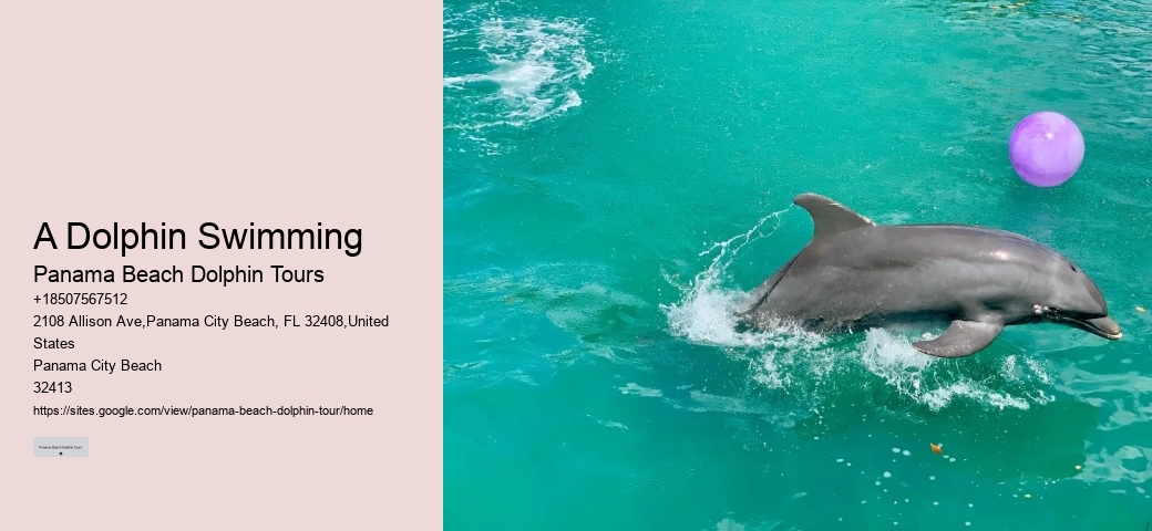 Eco Dolphin Tours
