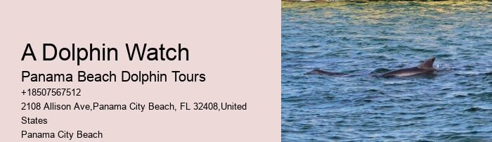 Dolphin Tours Rosemary Beach