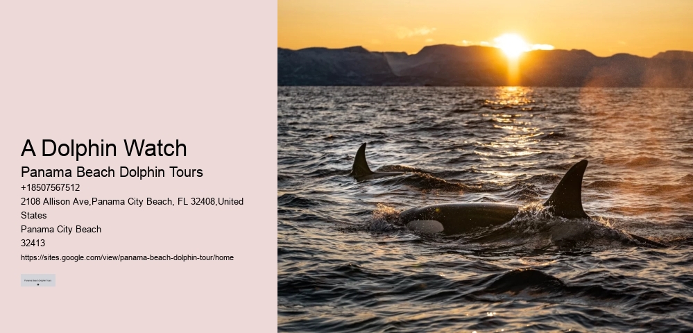 Dolphin exploration experiences in Panama City Beach
