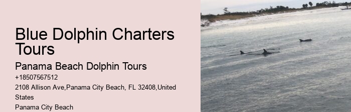 Swimming With Dolphin Tours Panama City Beach