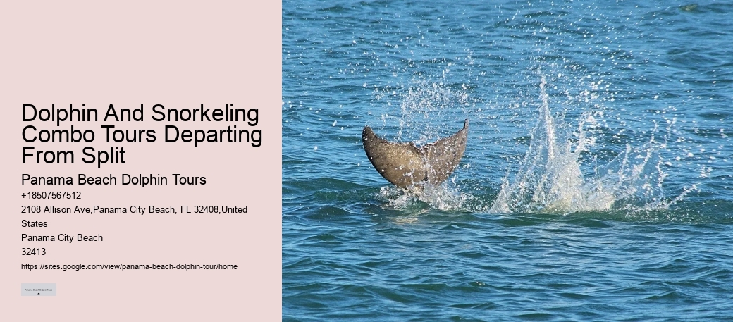 Exclusive Dolphin Watching and Snorkeling Adventures