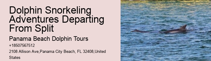 Charter Dolphin And Snorkeling Tours