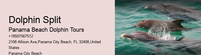 Dolphin Snorkeling Cruise