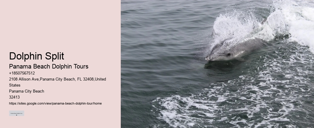 Split Romantic Dolphin Watching And Snorkeling Tours