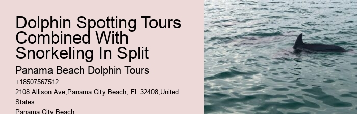 Personal Dolphin Watching with Snorkeling