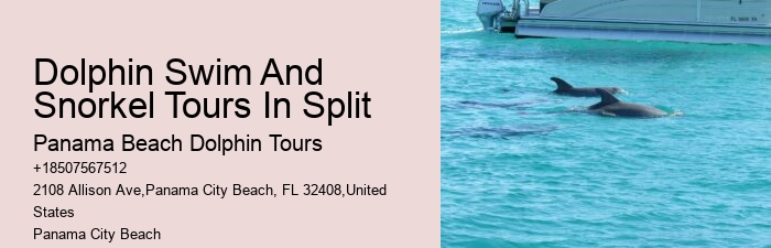 VIP Dolphin Safari with Snorkeling