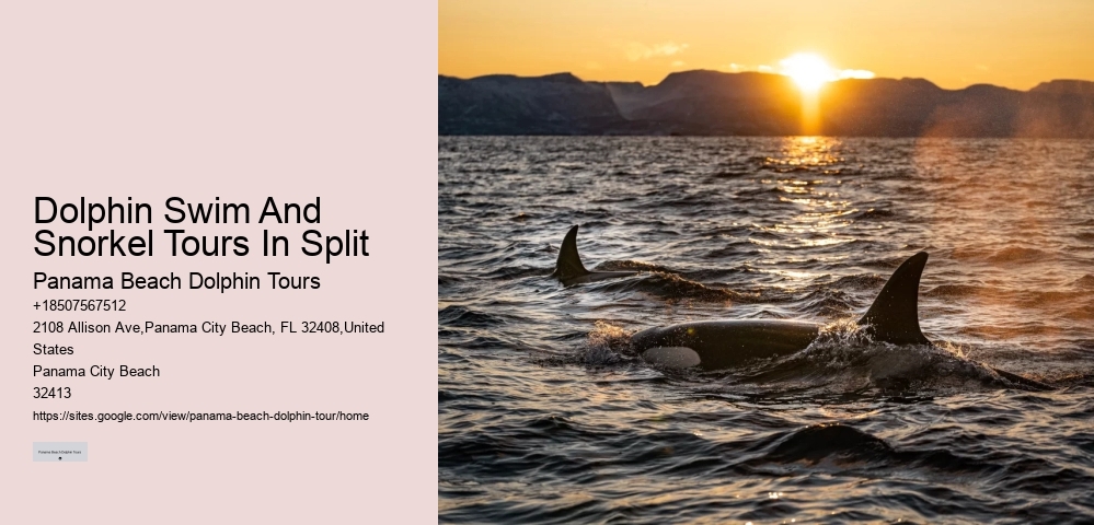 PCB Dolphin Discovery Cruises