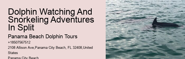 Is It Better To Swim With Dolphins In The Morning Or Afternoon