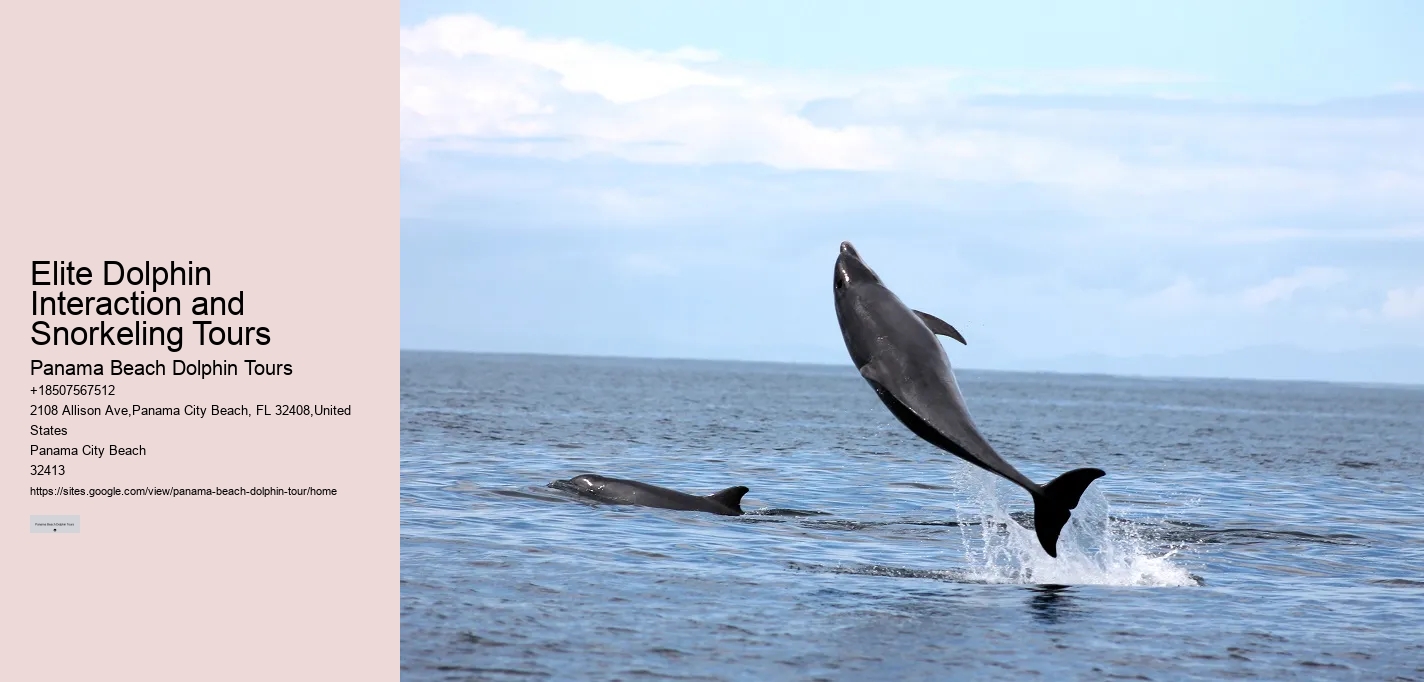 Split Adrenaline-pumping Dolphin And Snorkeling Adventures