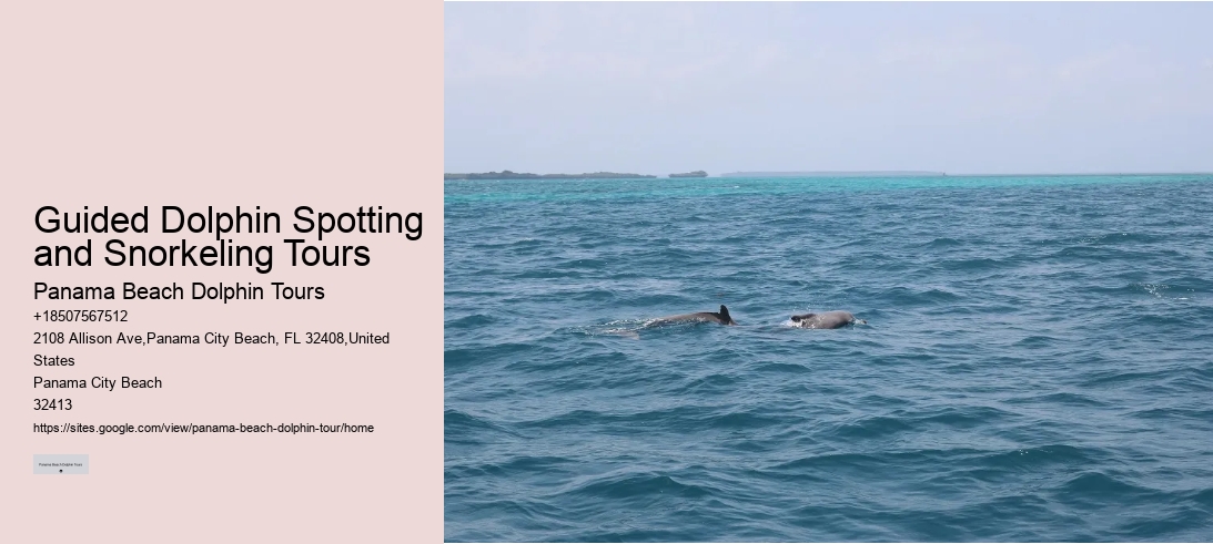 Guided Dolphin Spotting and Snorkeling Tours