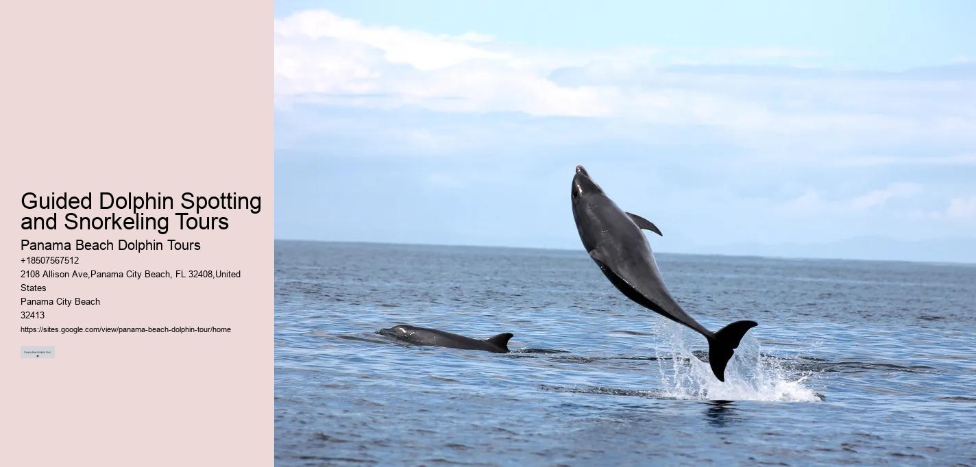 Personalized Dolphin Watching and Snorkeling Trips