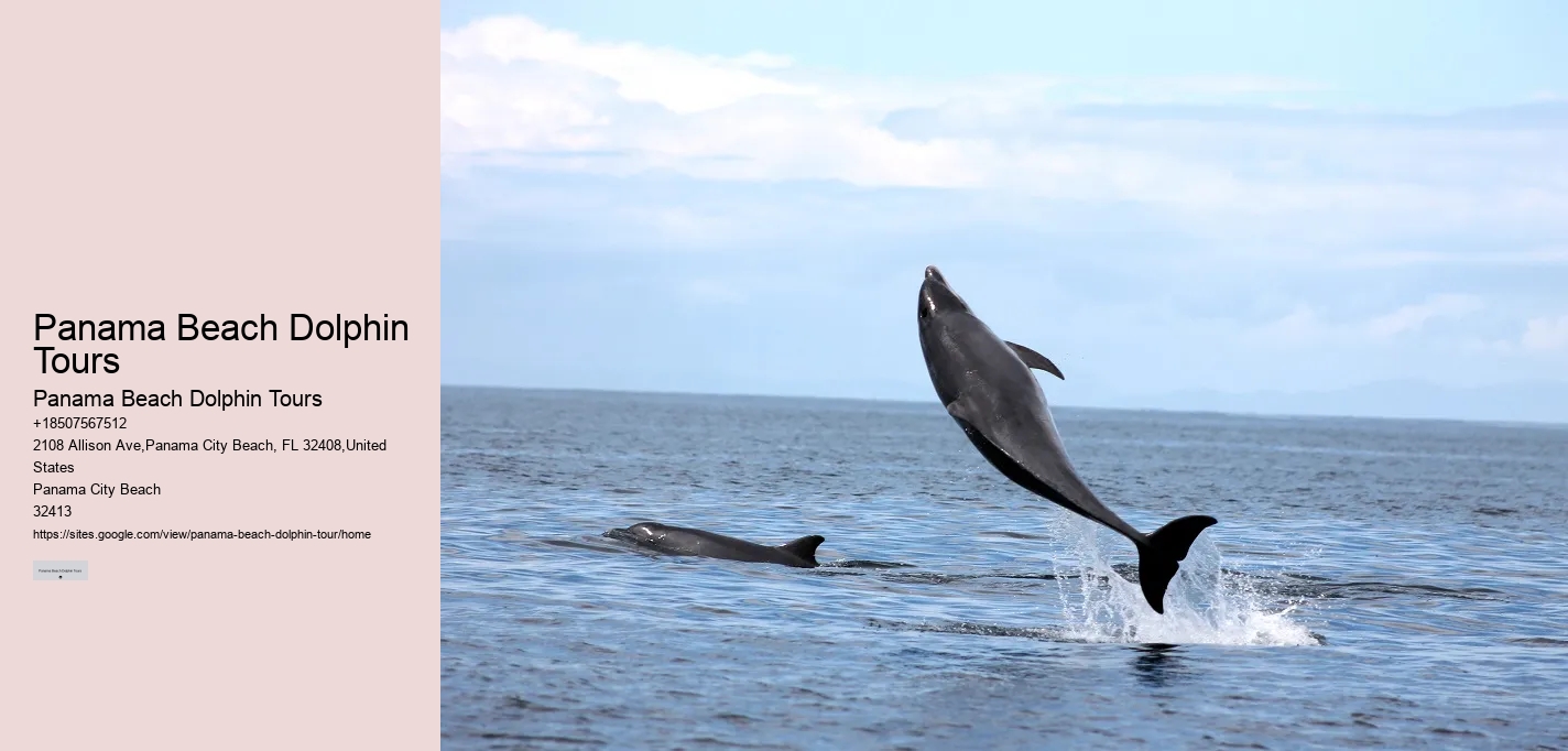 Dolphin Tour And Snorkeling Near Me