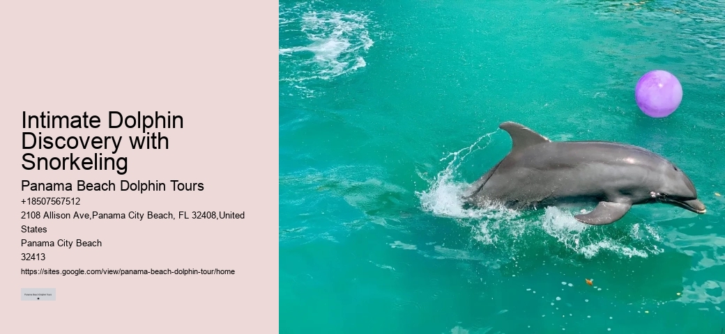 Bespoke Dolphin Safari and Snorkeling Trips