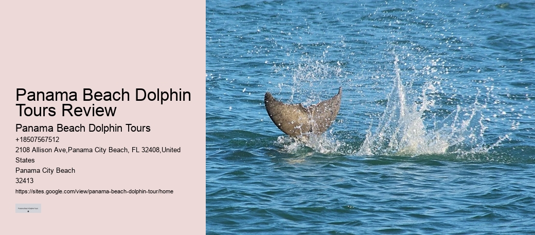 Intimate Dolphin Encounter and Snorkeling Tours