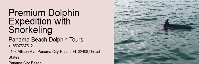 Exclusive Dolphin Snorkeling Excursions
