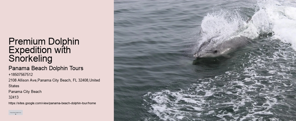 Custom Dolphin Encounter and Snorkeling Adventures