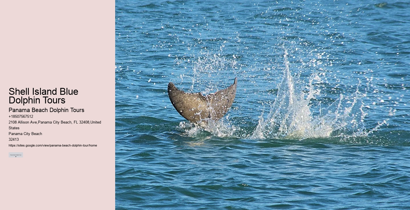 Split Underwater Photography Tours With Dolphin And Snorkeling