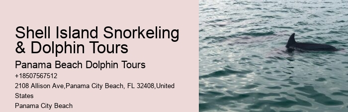 Dolphins Snorkeling Charter Split