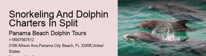 Split Personalized Dolphin And Snorkeling Experiences