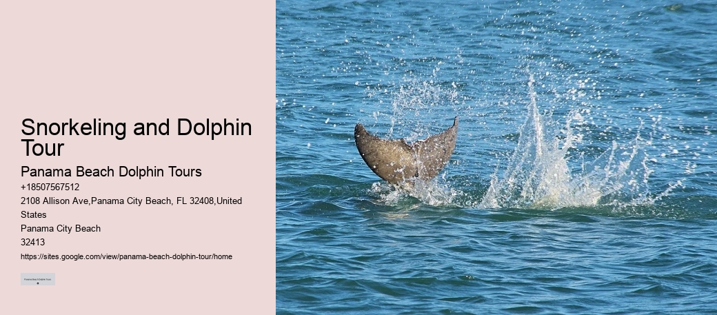 Intimate Dolphin Swim and Snorkeling Trips